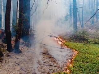 Wildfire burns through a redwood forest in Big Basin, California, USA. The fire is consuming the...