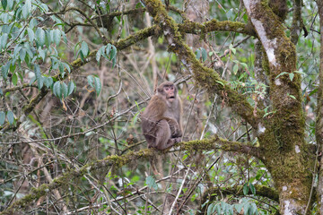A threatening monkey on a tree