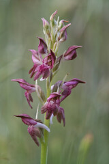 The flowers of the Bug Orchid Orchis coriophora sub fragrans aka Anacamptis. San Leonardo, Macomer...