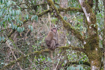 A threatening monkey on a tree