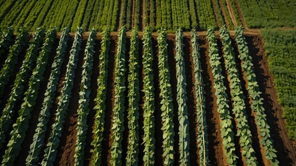 Fototapeta premium Aerial view of a cultivated agricultural field with rows of crops and various plants. Farming landscape.