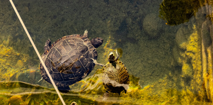 Painter turtles swimming in Village Walk Plaza Chula Vista California 2025 