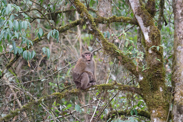 A threatening monkey on a tree