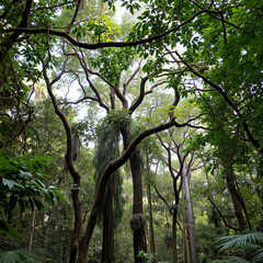 Fototapeta premium Lush Forest Canopy with Twisting Branches and Verdant Foliage