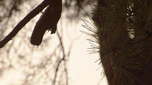 Close up shot of pine tree cut branch with tree sap. Branches moving on the wind.