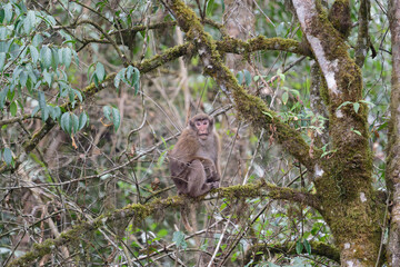 A threatening monkey on a tree