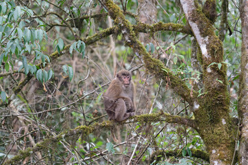 A threatening monkey on a tree