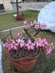 flowers in the garden