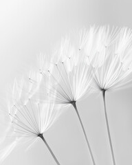 A close-up macro shot of a dandelion seed head.
