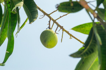 young mango on tree