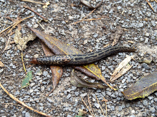 Leopard slug, Limax maximus, on the ground