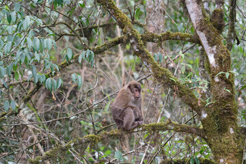 A threatening monkey on a tree