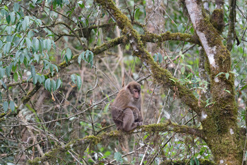 A threatening monkey on a tree