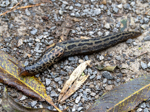 Leopard slug, Limax maximus, on the ground