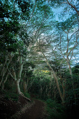 Clear Skies Above the Trees