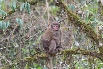 A threatening monkey on a tree