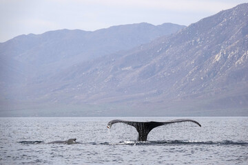 Fototapeta premium A majestic whale glides through Espiritu Santo Island's clear waters, displaying its impressive tail. Baja California Sur, Mexico.