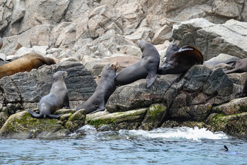Sea lions relax and socialize on rocks surrounded by clear waters of Espiritu Santo Island, showcasing natural beauty. Baja California Sur, Mexico.