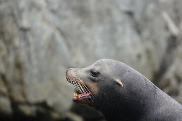 A sea lion basks in the sun on Espiritu Santo Island, surrounded by the rugged cliffs of the Sea of Cortes. Baja California Sur, Mexico.