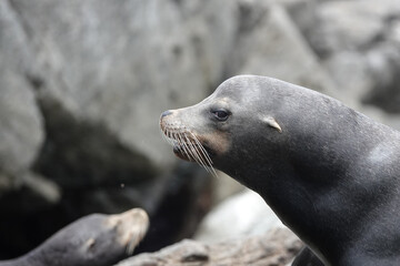 Obraz premium Sea lions bask on rocks at Espiritu Santo Island in the Sea of Cortez, displaying their natural behaviors. Baja California Sur, Mexico.
