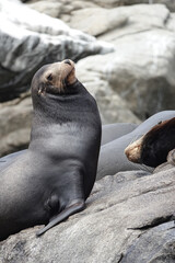 Seals relax on sun-warmed rocks, surrounded by the natural beauty of Espiritu Santo Island in the Sea of Cortes. Baja California Sur, Mexico.