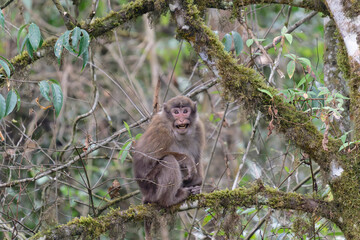 A threatening monkey on a tree