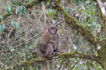 A threatening monkey on a tree