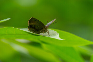 butterfly on a green leaf