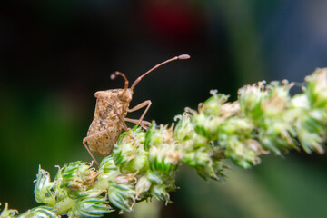stink bug on a leaf