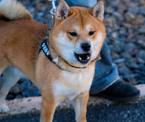 Shiba Inu dog walking around Shibamata Tokyo.