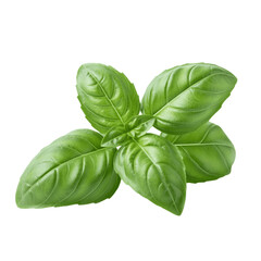 fresh green cilantro leaf transparent background