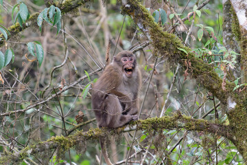 A threatening monkey on a tree