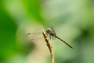 close up of a dragonfly