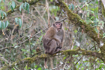 A threatening monkey on a tree