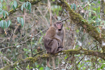 A threatening monkey on a tree