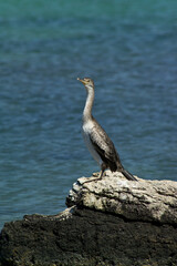 Cormorano European Shag
Gulosus aristotelis - Cormoran huppé, Cormorant, Sardinia, Italy