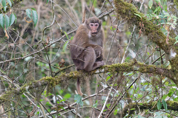 A threatening monkey on a tree