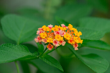 orange flower on green background