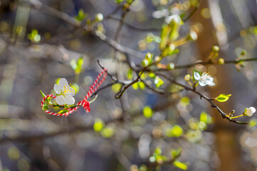 Traditional Bulgarian Martenitsa bracelet tied to blossoming tree branch, arrival of spring, new beginnings. Cultural ritual for good luck, prosperity. Red white Martenitsa, cultural seasonal symbol