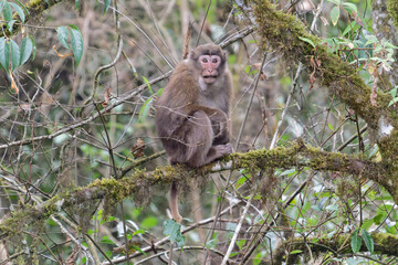 A threatening monkey on a tree