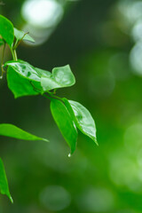 green leaves on a sunny day