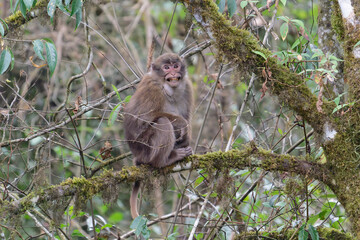 A threatening monkey on a tree