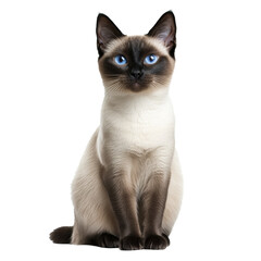 Siamese cat sitting gracefully indoors with striking blue eyes