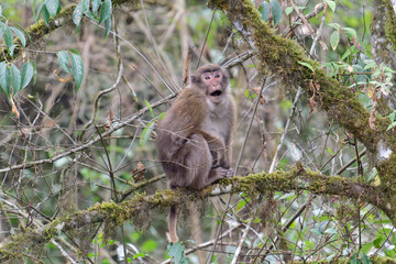 A threatening monkey on a tree