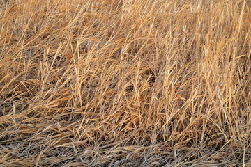 winter background of dry grass in a wetland