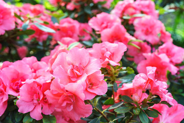 Blooming pink japan Azalea Ericaceae bush, Rosinetta, rhododendron flower background. Evergreen...