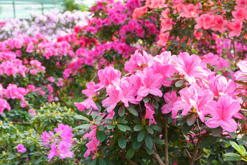 Naklejka premium Blooming pink japan Azalea Ericaceae bush, Geisha Purple, rhododendron flower background. Evergreen decorative plant outdoor or in orangery in botanical garden. Gardeining, plant breeding