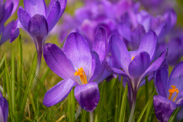 Purple crocuses in the garden