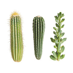 Fresh green cactus, a vegetarian plant isolated on transparent background