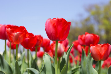 Fototapeta premium Beautiful tulip flower in the park